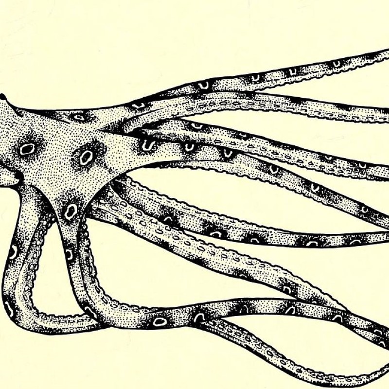 madscijournal's tweet photo. Tiny squid in this week's Strange Science https://t.co/qmI0Gw4AIG https://t.co/51wUh81MG4