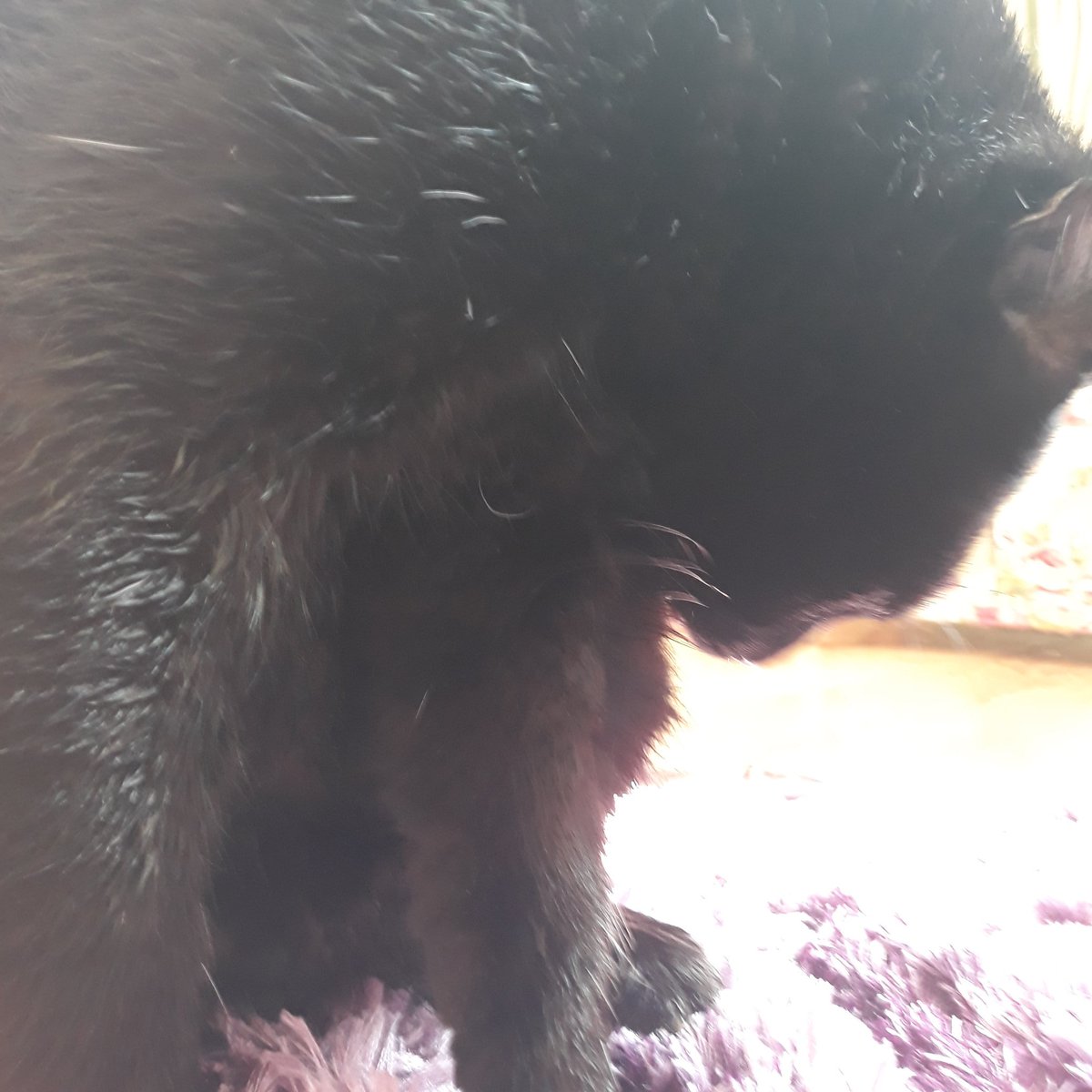 LGluzge's tweet photo. He had a unhappy bath .he hates baths but, he was really dirty so we need to . https://t.co/VXGxpMUq3S