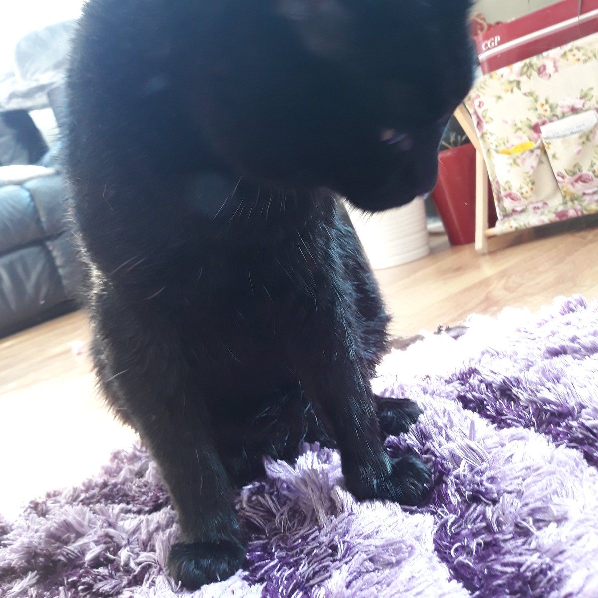 LGluzge's tweet photo. He had a unhappy bath .he hates baths but, he was really dirty so we need to . https://t.co/VXGxpMUq3S