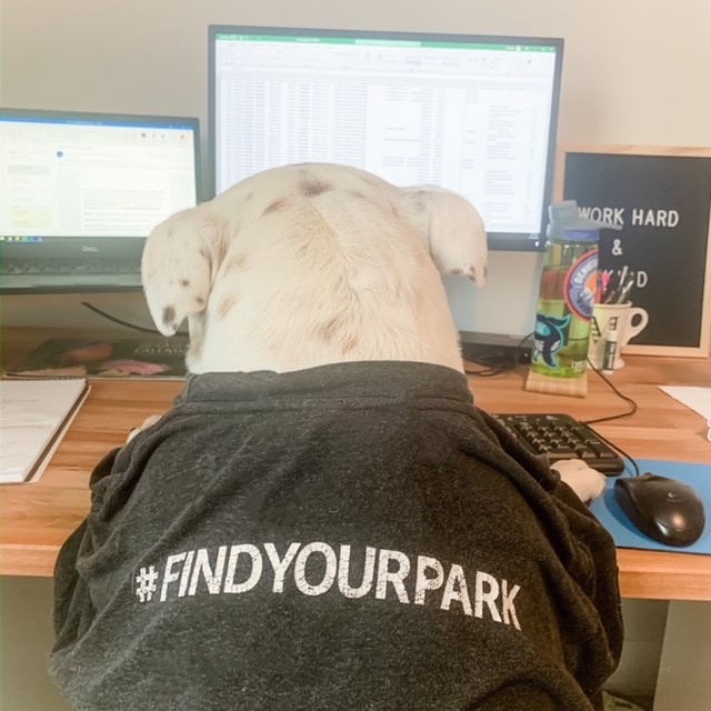 Bugs writes fundraising emails for NPF and would like to thank all of our suppawters for their generous treats – ahem, gifts. She loves Barkadia National Park.  #FindYourPark  #EncuentraTuParque