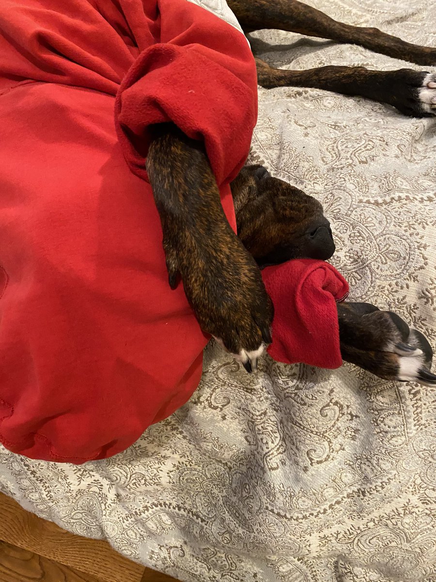 PineHillSD's tweet photo. TGIF! It’s 3-27-20 &amp; it’s comfy clothes day! Beau had a little trouble waking up today. But a little encouragement &amp; his fave sweatshirt - he is all set for the day! Tag us #PHSDSpirit #BeanSpirit #GlennSpirit #PHMSSpirit #OHSSpirit #StayHome #StayHealthy #StaySafe We are here! https://t.co/ooAipZnGfp