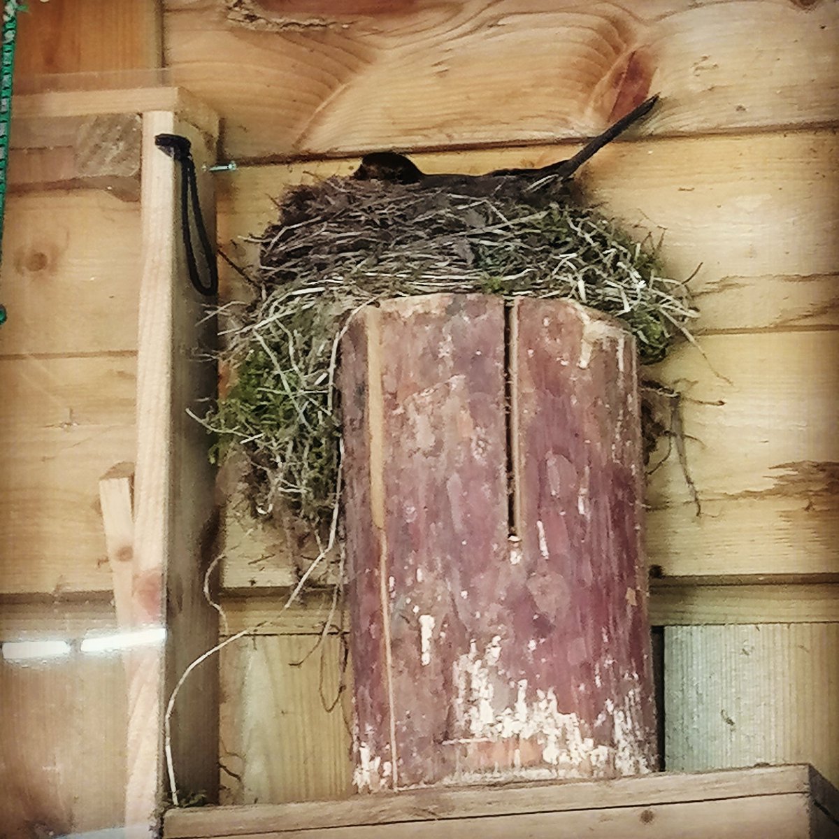 SaskiaPouw1's tweet photo. Pril vogelgeluk. Veilig plekje gevonden op een Zweedse fakkel onder de overkapping #merel #lente https://t.co/TEV1s8pOKf