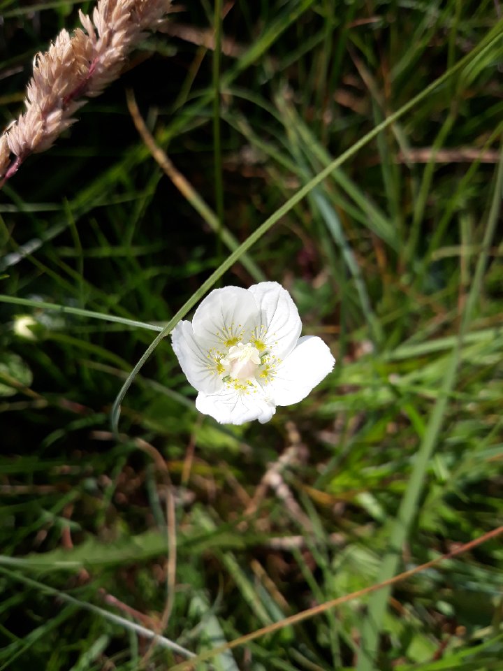 maiden_abbie's tweet photo. 3 #NPMS2020 Hugh McCann a #NPMSvolunteer surveyed a lake edge in Fermanagh with amazing sp. diversity potentially due to nutrient flushing from underlying limestone. Also, august cow grazing allowed herbs to flower without too many rough grazes e.g. Grass of Parnassus (Image). https://t.co/W79s39cReC