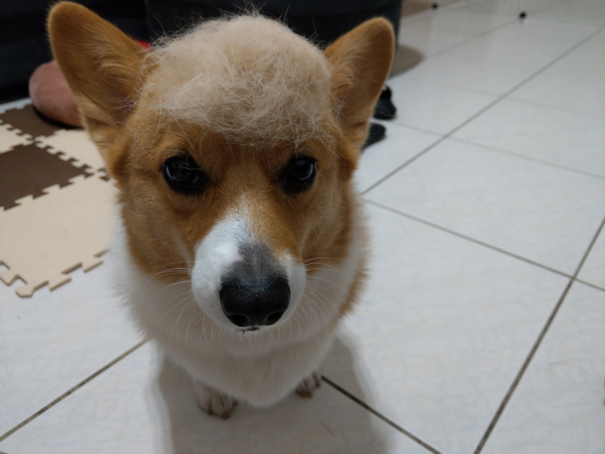 傲嬌的corgi小胖妹 妞妞 留對髮型真的很重要 猜猜看我是在模仿誰 Pet Corgi 柯基 柯基犬