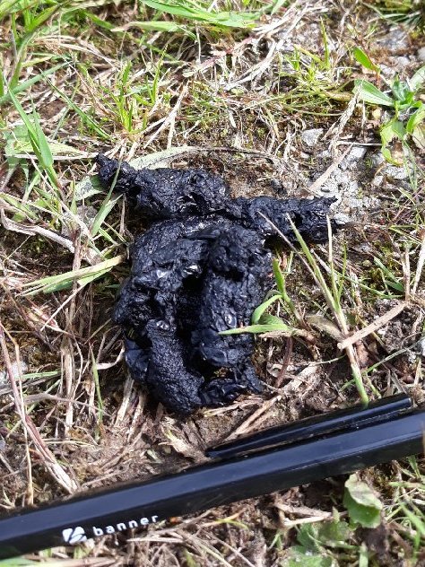 maiden_abbie's tweet photo. @theNPMS 2 #NPMS2020 Hugh McCannโs Monawilkin site in west Fermanagh is home to feral billy goats as well as another species. Can you guess what species this scat belongs to? @BBCSpringwatch @WildlifeMag @SteveBackshall https://t.co/Me4PpXKNBg