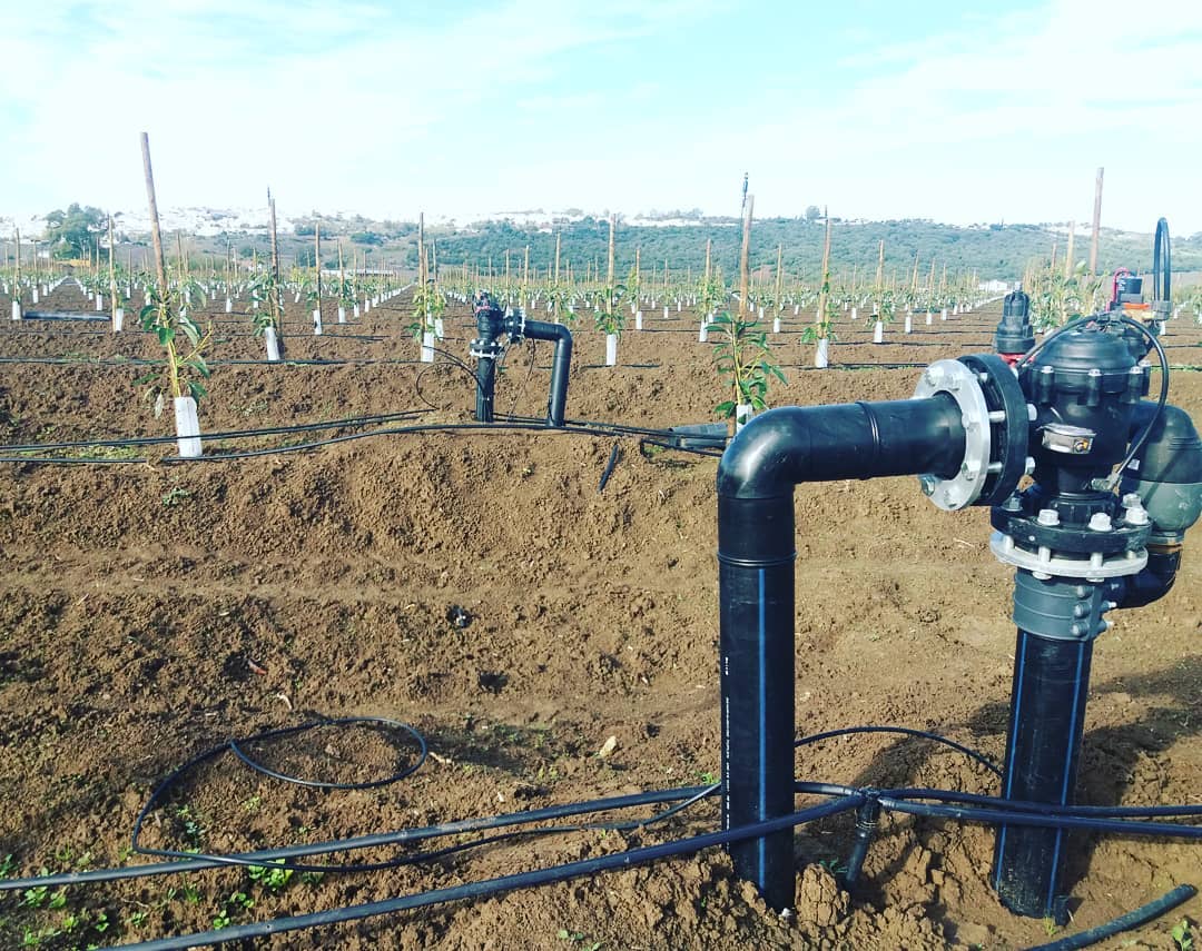 YiftahEnav's tweet photo. BERMAD's 100 Series featuring in-field control heads in an avocado plantation. @bermad.europe https://t.co/l4RbriCupT
