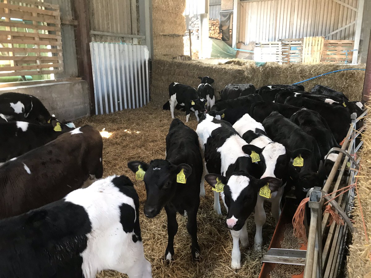 Nice to get out for an afternoon weighing calves at home - calves averaging 0.89kg/day and the biggest group looking ready to be weaned -there are some benefits of having a live-in calf specialist hey 😉 <a href="/JamesYeomans3/">James Yeomans</a> #calves #springcalving20 #IsolationLife