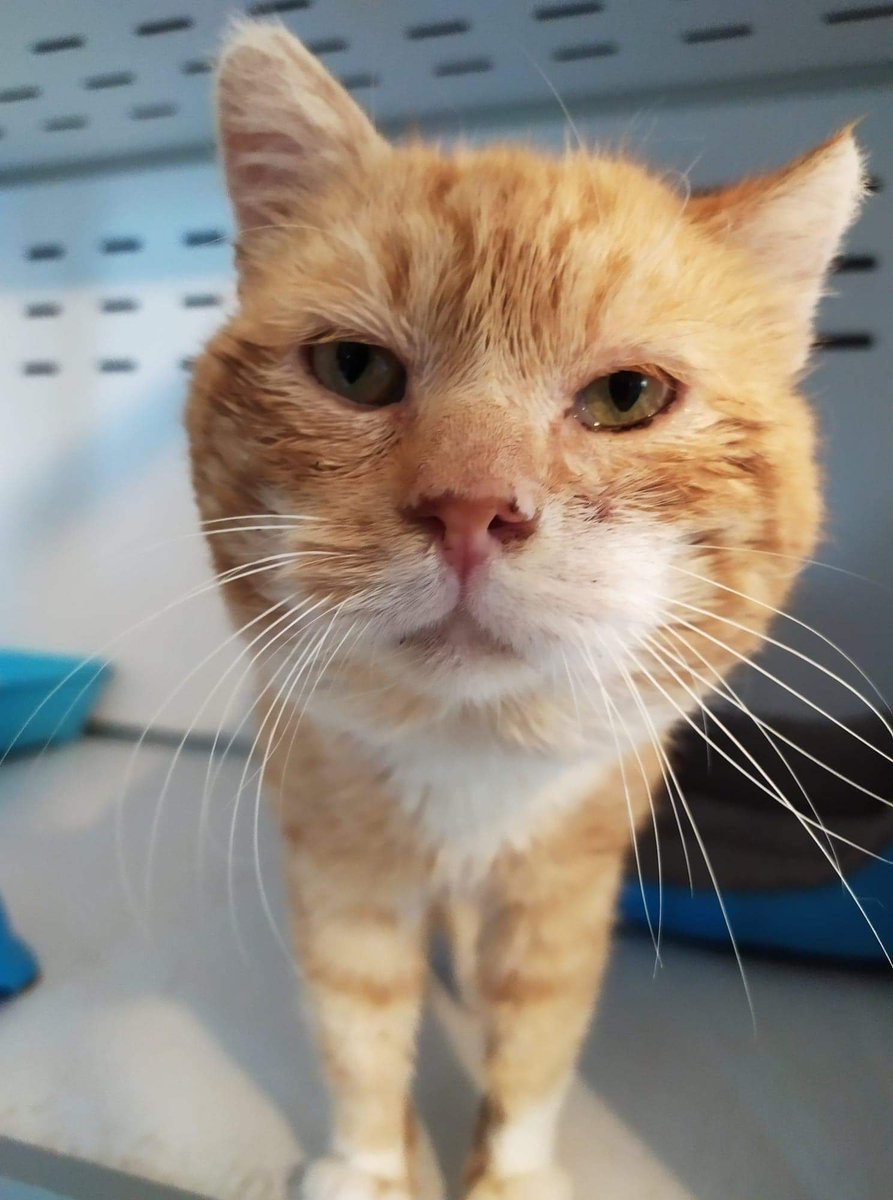 Handicats27's tweet photo. Patmol pris en charge il y a 2 semaines, a malheureusement été testé FIV+, FELV+ et Calicivirus+ ...
Après le confinement, il cherchera une famille définitive en chat unique pour la fin de ses jours ❤ https://t.co/aEVH7ItAHf