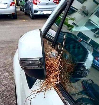 p_bischetti's tweet photo. La nature reprend ses droits  !
😍 https://t.co/2tSLbLWS5X