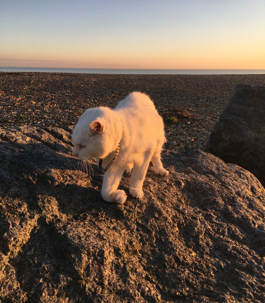 imperialcollege's tweet photo. It's time for our last #PetsofImperial of the month! π±
This is Flash. Flash is a mighty 21 years old, has survived cancer, has been run over by cars twice, been carried off in the jaws of a dog, has only three working legs and only one ear! Letβs give Flash some love π https://t.co/Bg1AitqeBU