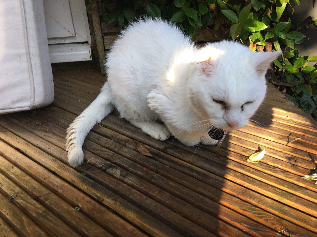 imperialcollege's tweet photo. It's time for our last #PetsofImperial of the month! π±
This is Flash. Flash is a mighty 21 years old, has survived cancer, has been run over by cars twice, been carried off in the jaws of a dog, has only three working legs and only one ear! Letβs give Flash some love π https://t.co/Bg1AitqeBU