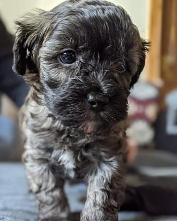 Fionargh's tweet photo. I got a puppy. He makes me happy. #su6vibe #stepup6vibe https://t.co/F6AuLAsO5R