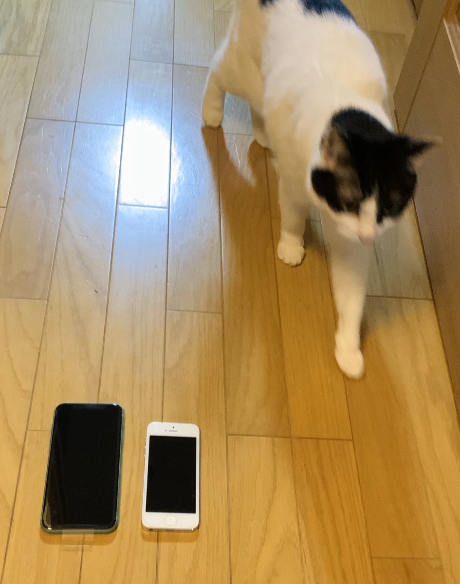 Mipo 百豆丸 On Twitter スマホを水没させて早2ヶ月 快適な生活だったのに 周囲が心配して仕方ないから 昔のiphone5にシム差し替えて 使えるようにして下さいとauに持ち込んだら 月々の支払いが安くなると Iphone11に機種変しちゃったよ でも ほんと月払いが2千円