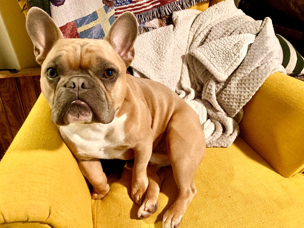 Meg_onthe_News's tweet photo. My #sourpatch French boy turns two today! He’s def still terrible tho #terribletwos #bdaybop #wristout #frenchie #archbarch ❤️ https://t.co/j4e9VmB10J