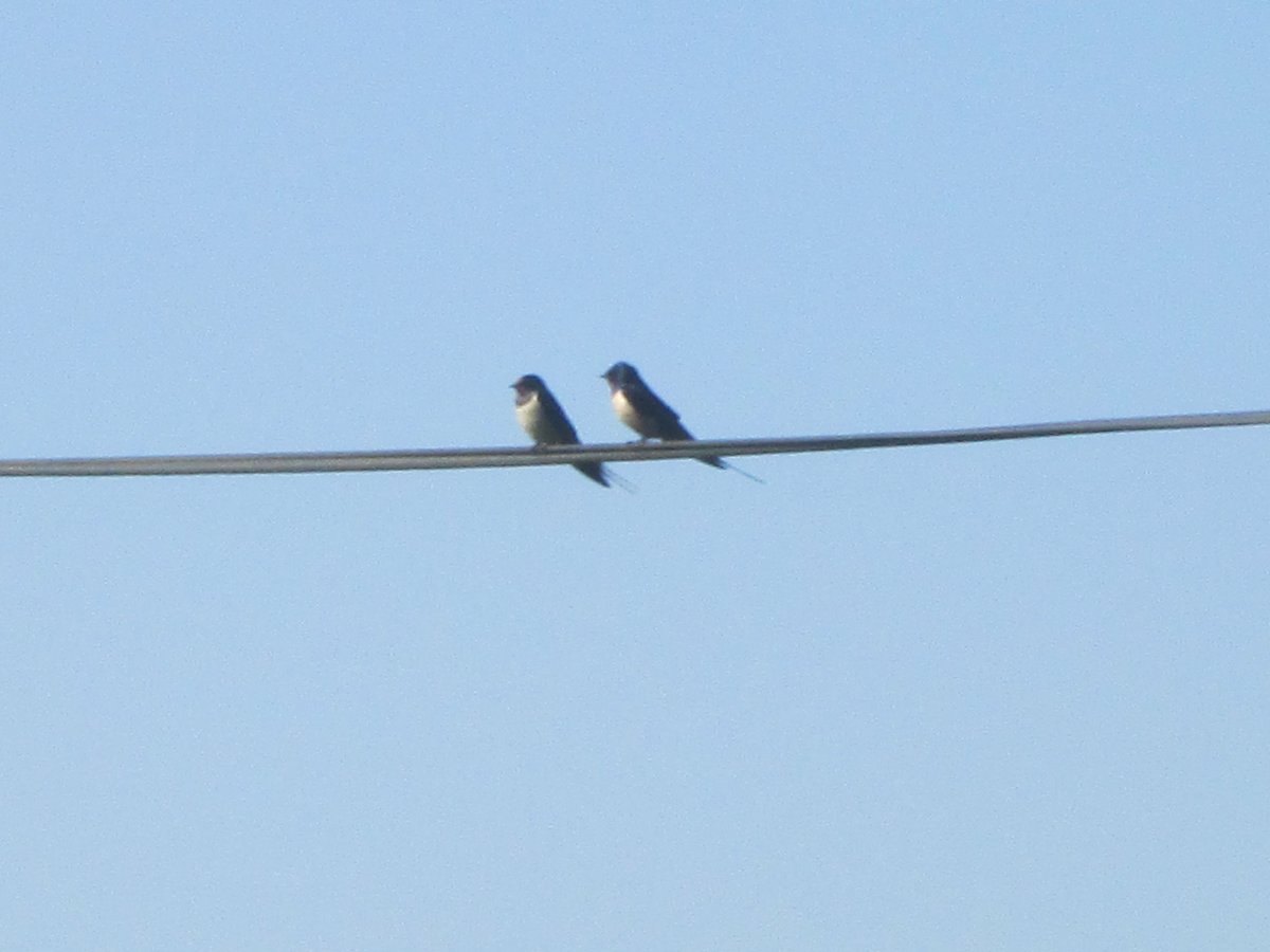 TwistgatesFarm's tweet photo. We may not be able to greet guests at the moment but that doesn't stop the #swallows ... saw the first one this morning. Here comes #summer! https://t.co/NIOeVtPwg8