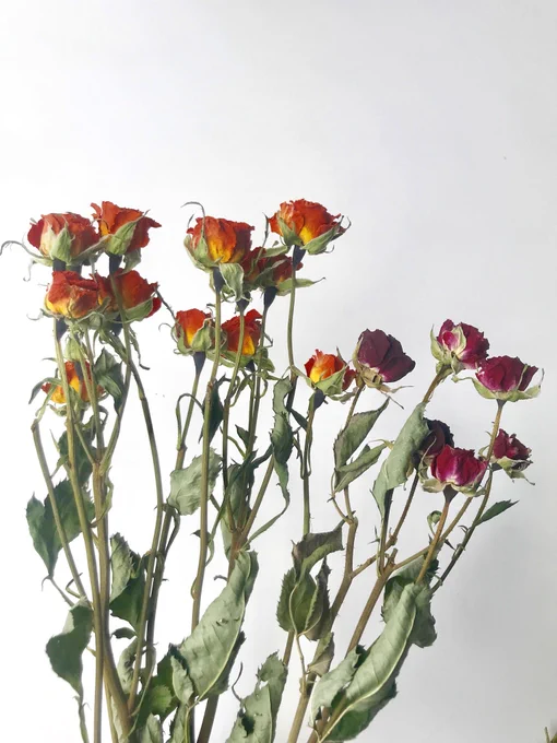 そして、飾り終えたお花はこの様にドライフラワーにするのです。 