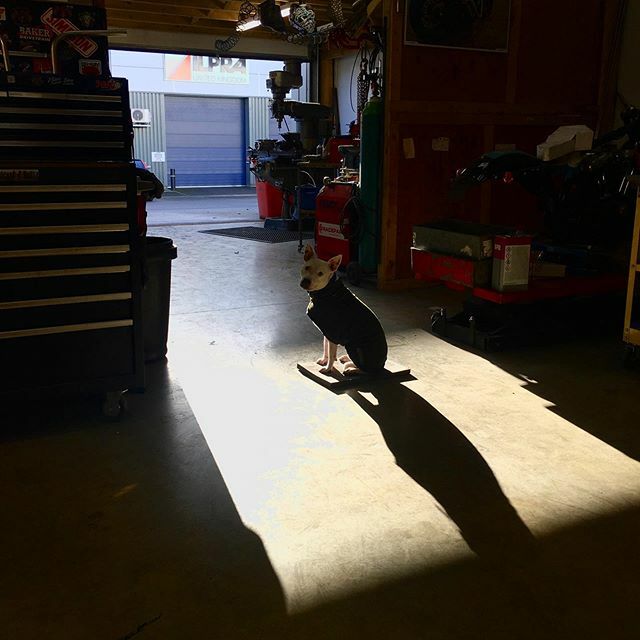 rocketbobs's tweet image. flea practicing self isolation. Stay safe out there and take the opportunity to work on your motorcycle ready for a helluva summer ✊🏻 #staffy #staffylove #thistoshallpass instagram.com/p/B-PKtIah0y8/