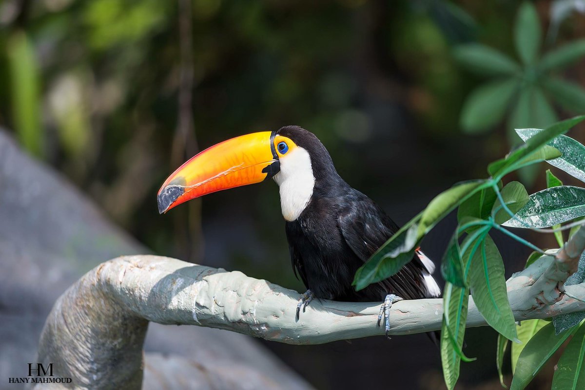 hanymr's tweet photo. Lovely colorful #Toucan #bird.
I really love its #colors and how they match! #ourplanetdaily #travel #nature #hot_shotz #planetkingdom #wildlifephotographic #galleryoftheday #wildlifeowners #wildlifeaddicts #destination_wild #wildlifeplanet #wildlifepage #thewildlifebiologist https://t.co/0OmYlwohpC