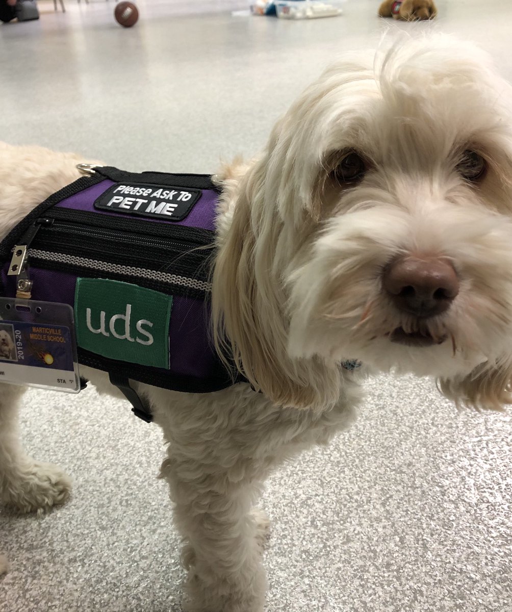 bitler_lisa's tweet photo. #PMproud #udsservicedogs Thank you to those in the UDS service dog program who have taken extra UDS dogs into their homes to continue training for those in need & continue to work with home bound clients. https://t.co/tToh2Kg2Dj