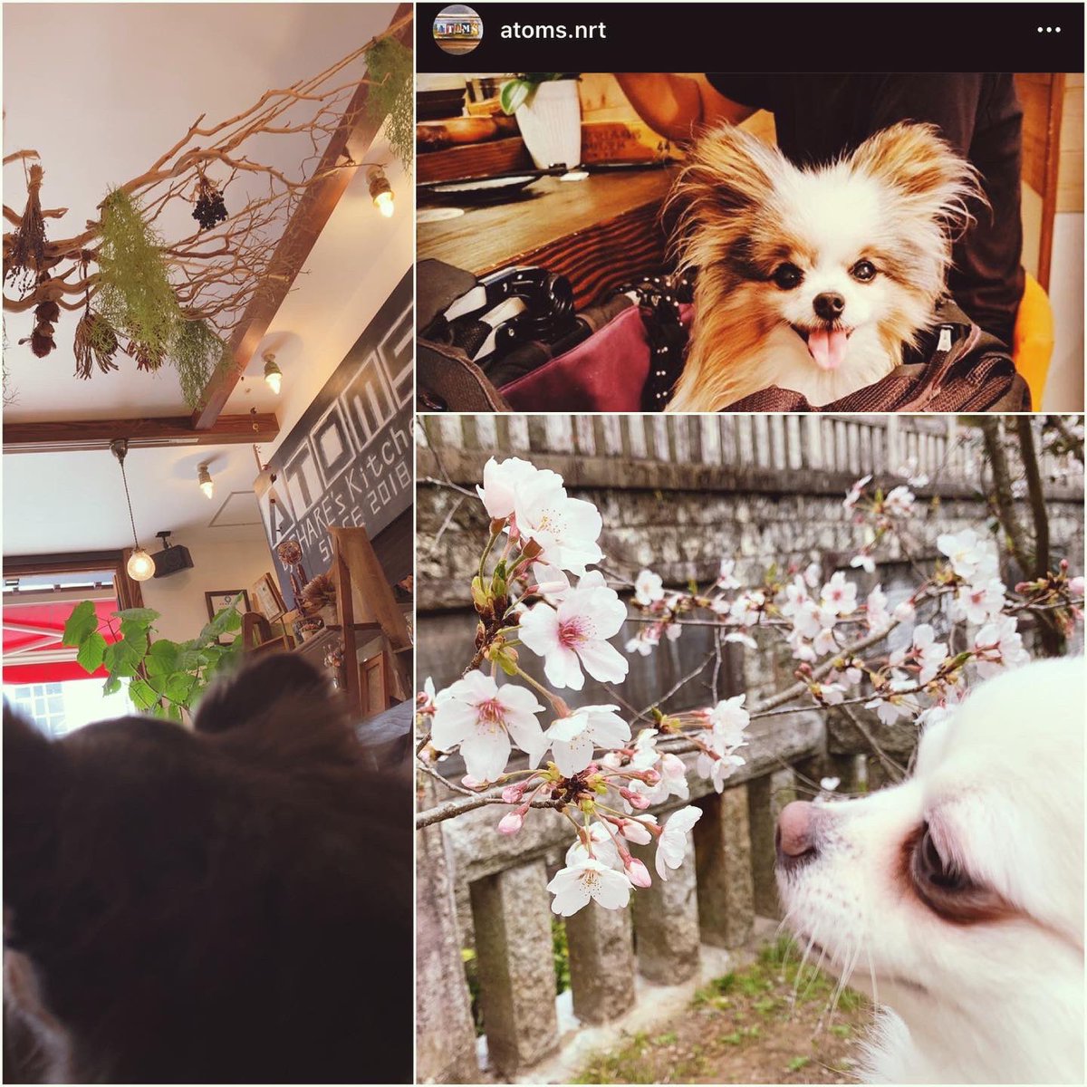 あいぬ A Twitter さくらの日 だからお花見 入り口は大きくて開けっ放しだからコロナこわくないよ 愛犬 チワワ 老犬 元繁殖犬 元捨て犬 保護犬 成田山 バー カフェ 成田山表参道 Atoms ショコラ店長 ペット同伴可 成田駅 ドッグカフェ お花見
