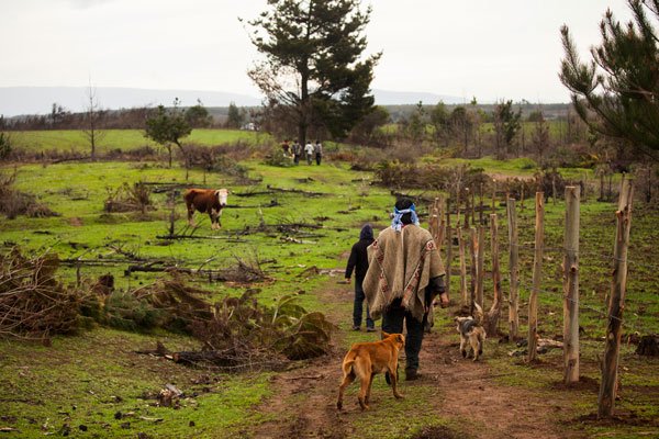 DFinanciero's tweet photo. EN PORTADA | Tierras indígenas: Conadi compró 13 mil hectáreas en 2019 https://t.co/aYZj2KcHaO https://t.co/iDpyj19tpr