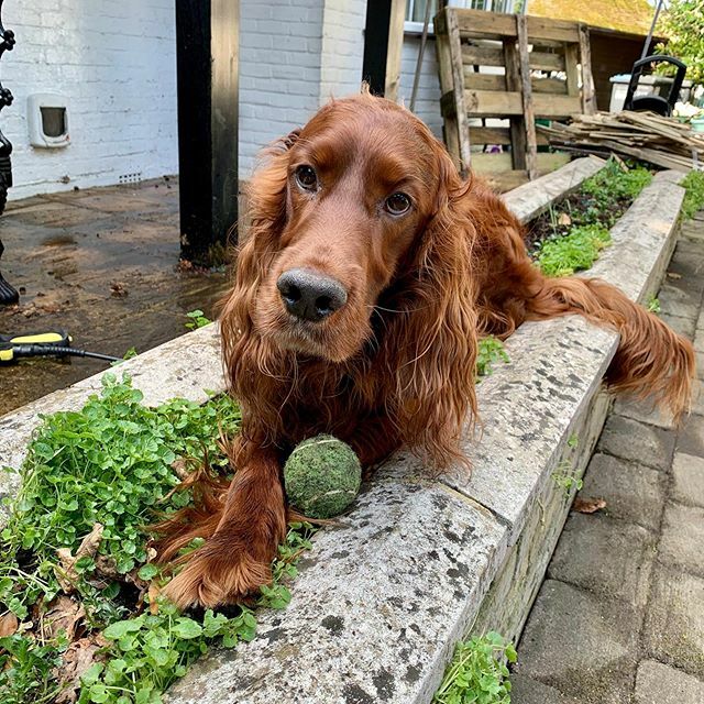 EdwardtheSetter's tweet image. Turns out I am an amazing gardener! Look how well that setter seed I planted is getting on! #edwardthesetter #irishsetter #redsetter #greenfingers #gardenersworld