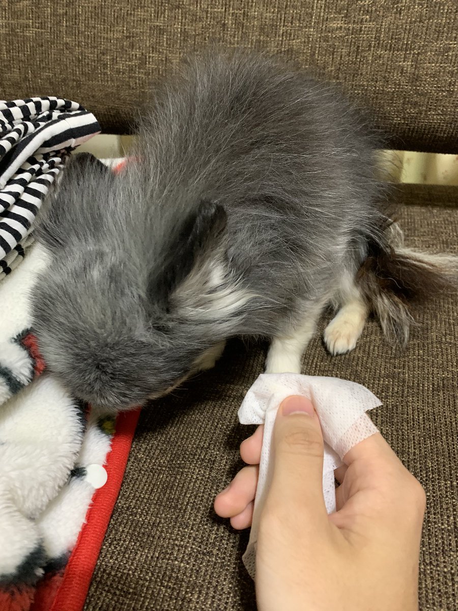 あまだ 露骨に歯磨きを嫌がる犬の画です あまだ 露骨に歯磨きを嫌がる犬の画です