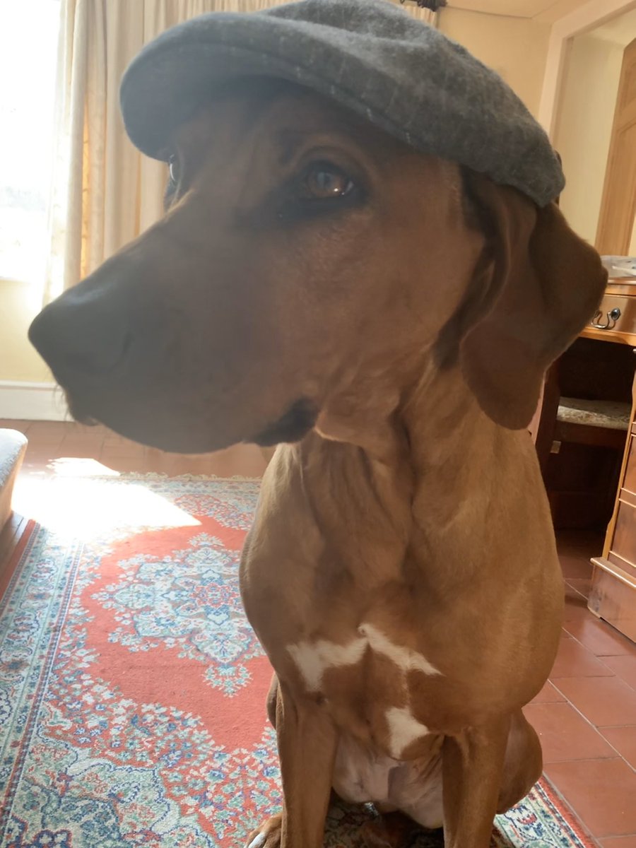 NatSweet_SBS's tweet photo. We’ve gone Hat-tastic at home today to support such a worthy cause #SanzaJoinedIn #WearAHatDay https://t.co/0LjXufBB83