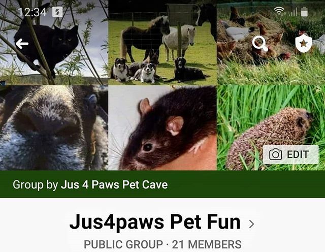 Jus4paws's tweet photo. A group for All on Facebook to share your pets photos, chat &amp; have fun https://t.co/vwr7pNOJdj https://t.co/aipFj8CV4F