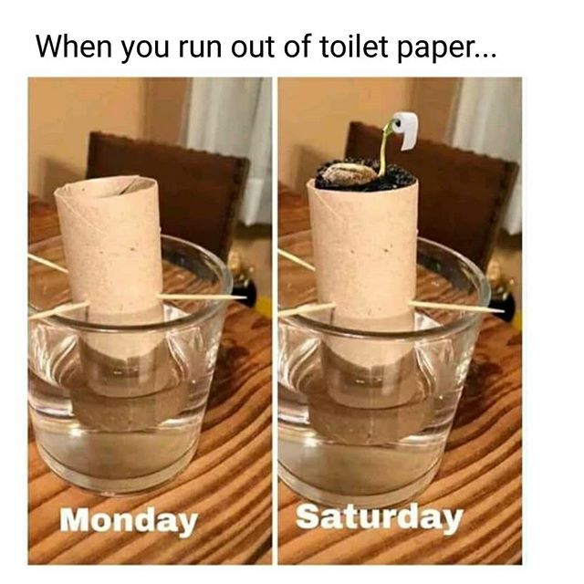 VeganKitchen's tweet photo. 🥑 Same way you grow an Avocado, you can use to re-grow your TP supply... You're welcome😌
.
.
👊 #repost 
Click link In Bio for funny vegan stickers, tshirts and more products coming soon...
.
.
 #toiletpaper #avocado #guacamole #gardening #socialdista… https://t.co/RPUGcfM0xr https://t.co/PVTKzBE4lP