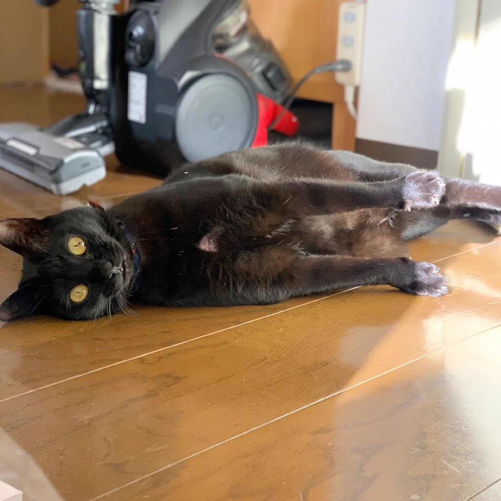 ぬいぐるみの真似をするジジを真似した黒猫が正にリアルジジ