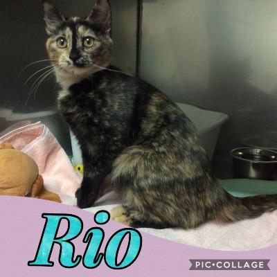 's Media: RT @SPCASwift: Rio is a 6 month old tortie girl. If you are looking for a kitten like her, call us 's Media: RT @SPCASwift: Rio is a 6 month old tortie girl. If you are looking for a kitten like her, call us