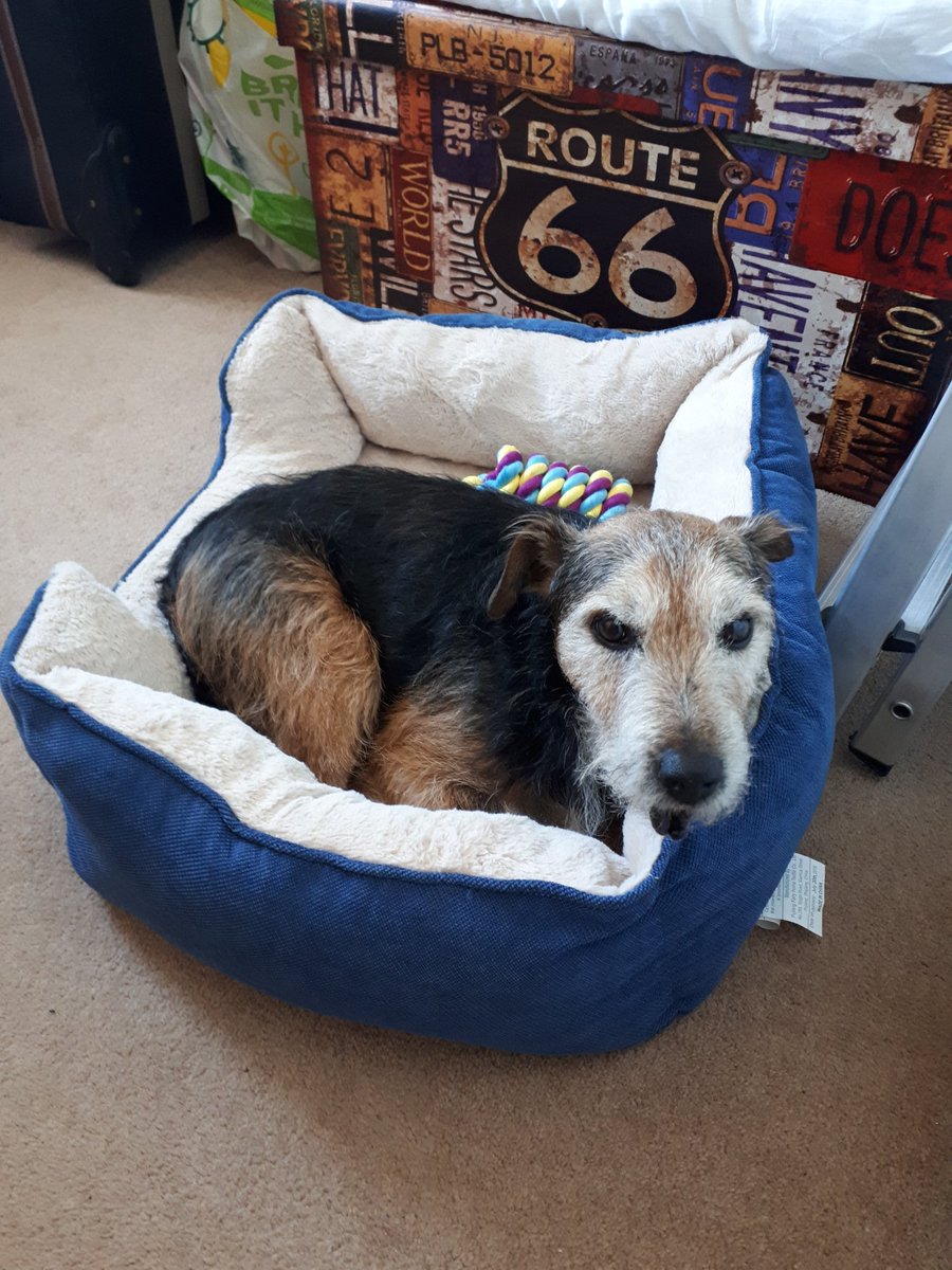 Got Harry two months ago today. Took his bed upstairs to where Laura is working so he can be with her. Little fucker got straight in it! Longest amount of time he's spent in it as he sleeps on the cushions on the couch 