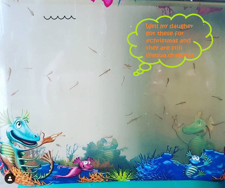AquaDragonsHQ's tweet photo. How Manny like for thisπ₯° #feedbackβ£#Customer Diaries #AquaDragons
Exclusively Available on Amazonβ
.
.
.
#aqua.dragons1 #artemia #aquarium #sciencetoy #eggs #reproduction #stem #lifecycleproject #life #brineshrimp #Artemiasalina #toy #cooltoys #Kidsactivities https://t.co/g8w03ru7Cv