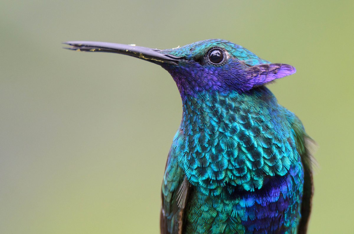 jeison_mac's tweet image. ¿Ya entraron hacer avistamientos? al  #SpamDeLasAvesMasComunesDeColombia 
Colibrí coruscans - Colibrí chillón