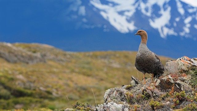It’s here! BIRDS OF THE WORLD is now online – every species in the world is now at your fingertips. Check out the FREE species accounts on the home page (and the special introductory offer!). #birds #ScienceTwitter #ornithology #stayhome bit.ly/3aikJIt