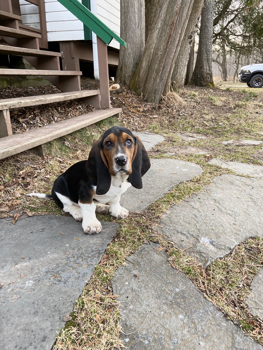 Everyone please give a warm welcome to the newest Watonka family member, Dan!

#DogsofTwittter #bassethound #nature #outdoors #adventure #goodday #watonka2020