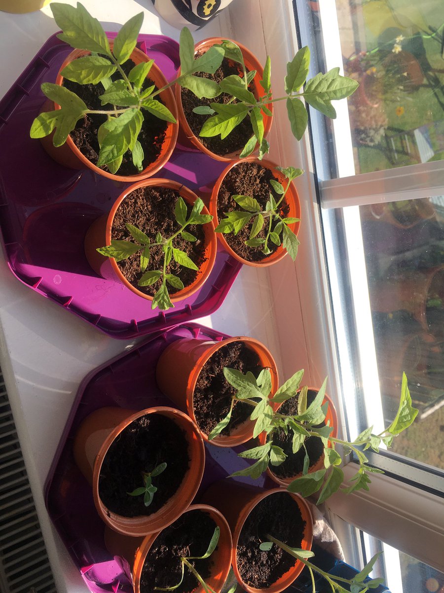 HuttonDebs's tweet photo. Garden Twitter peeps am I ok to set up propagators and/or move seedlings over to mini greenhouses yet. Live near Hull  windowsills full of #lockdownseedplanting. Thanks 🌱🌱🌱 https://t.co/Ckkra3pfdw
