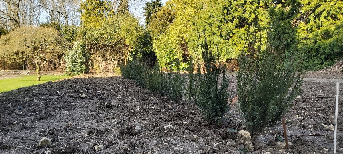 It has been a month today since the Pershore College Horticulture Apprentices planted the bare root Yew hedge.

Yew, Taxus baccata, is steeped in mystery and folklore as it has the ability to regenerate even when apparently dead or after being uprooted or storm damaged.