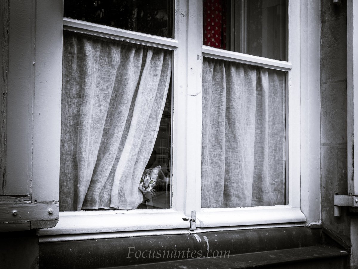 FocusNantes's tweet photo. "Home Sweet Home" #confinement  #RestezChezVous  #StayHome 

#nantes #focusnantes #paysdelaloire #viedechat #COVID19france #catlife #home #bienauchaud #HomeSweetHome #artphotography #streetlife #windowview 

https://t.co/Jte6Qlaz7P https://t.co/pARaFYiZDH