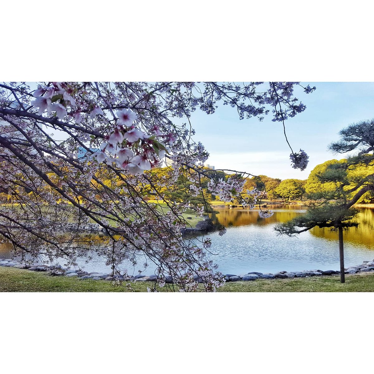 Ulrickus's tweet photo. Jour de printemps au jardin Hama-Rikyu.
Apr, 19
🌸
🌿
🌸
#sakura #さくら #花 #桜 #flower #flowerpower #pvtips #team_jp_ #tokyo #japan #artofvisuals #potd #tokyocameraclub #visitjapanjp #art_of_japan #東京 #日本 #浜離宮恩賜庭園 #中央区 #汐留 #hamarikyugardens #kanpai https://t.co/0Fp9c2UVHT