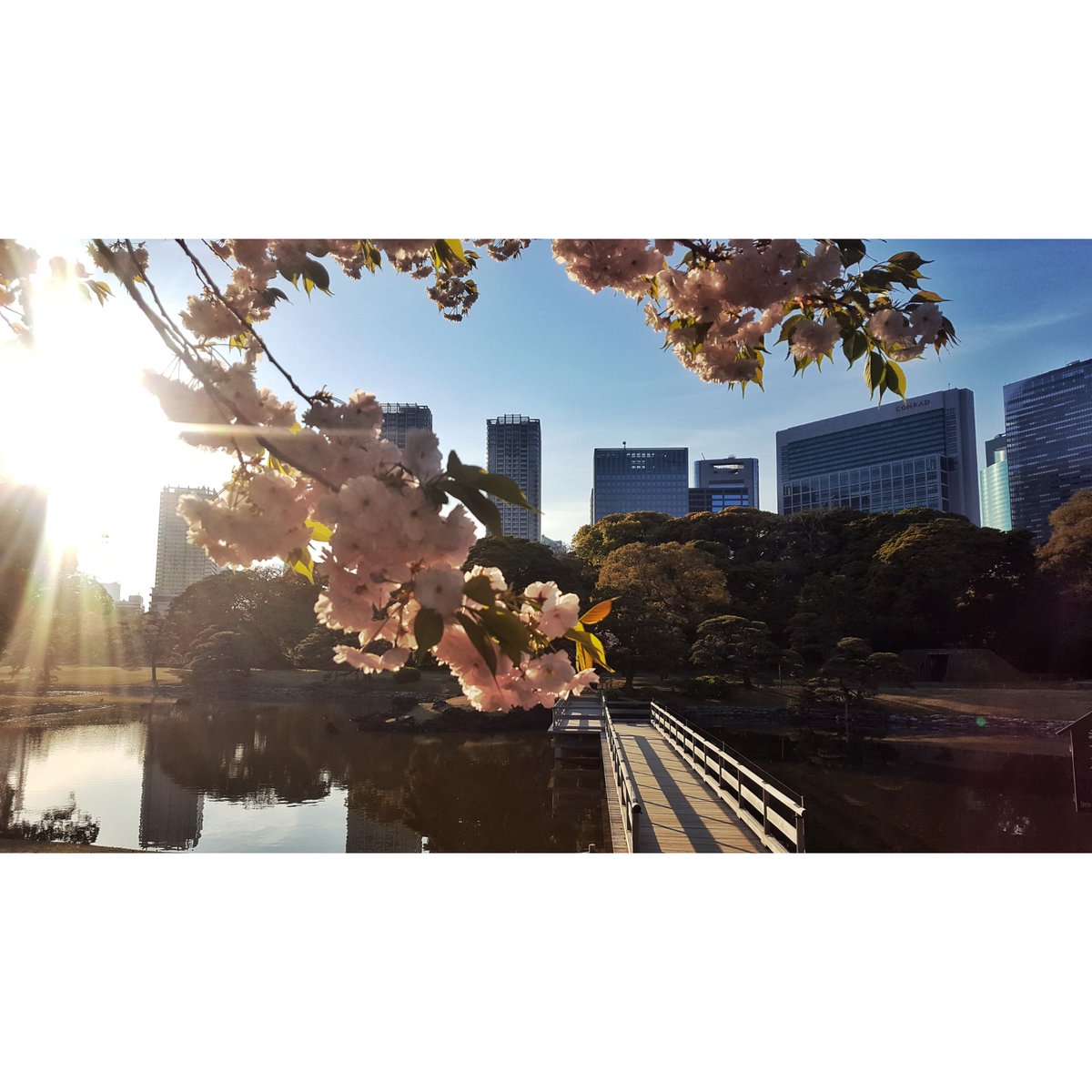 Ulrickus's tweet photo. Jour de printemps au jardin Hama-Rikyu.
Apr, 19
🌸
🌿
🌸
#sakura #さくら #花 #桜 #flower #flowerpower #pvtips #team_jp_ #tokyo #japan #artofvisuals #potd #tokyocameraclub #visitjapanjp #art_of_japan #東京 #日本 #浜離宮恩賜庭園 #中央区 #汐留 #hamarikyugardens #kanpai https://t.co/0Fp9c2UVHT