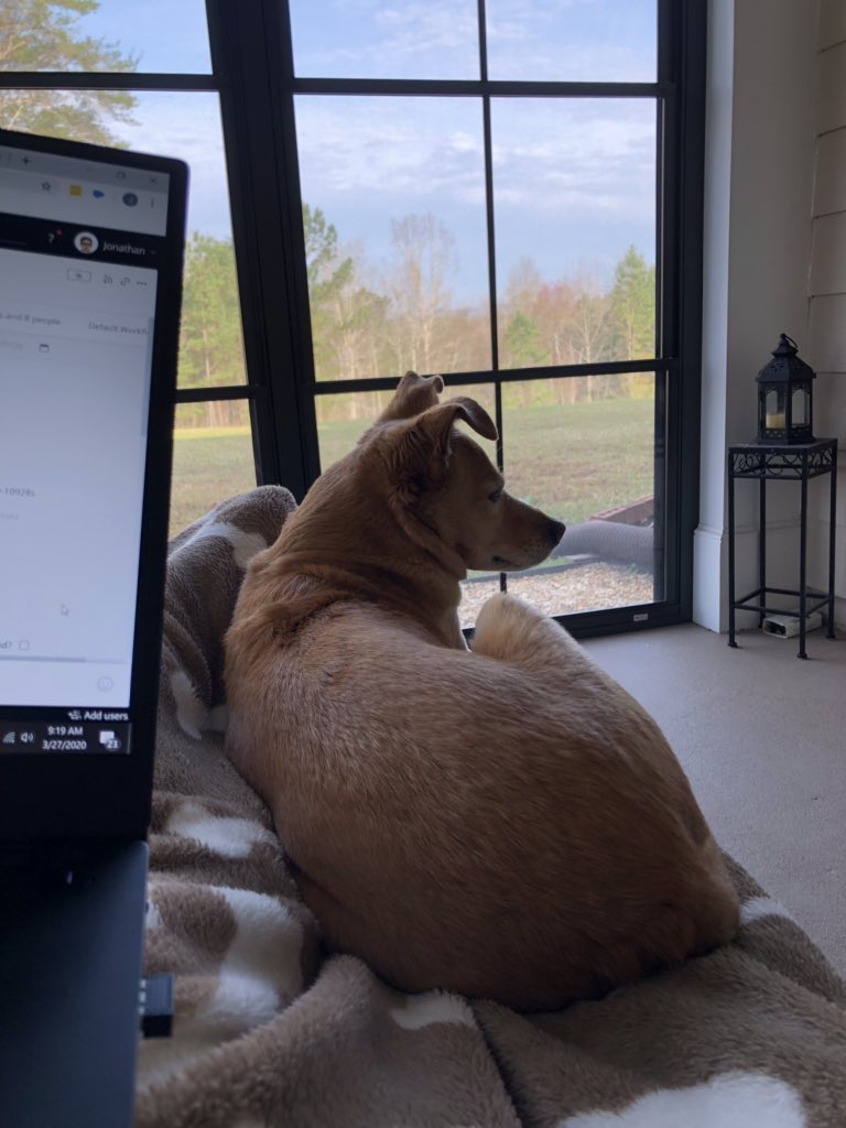 jonathanbyjon's tweet photo. My furry co-worker today. She doesn’t get much done, but she cute. https://t.co/e9jhdK4oVV