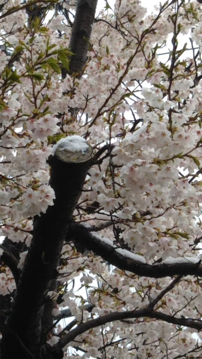 Sumusumu Morrow 満開の桜に雪が積もった珍しい画像をお楽しみ下さい Twitter花見 桜の日 Sumusumu Morrow 満開の桜に雪が積もった珍しい画像をお楽しみ下さい Twitter花見 桜の日