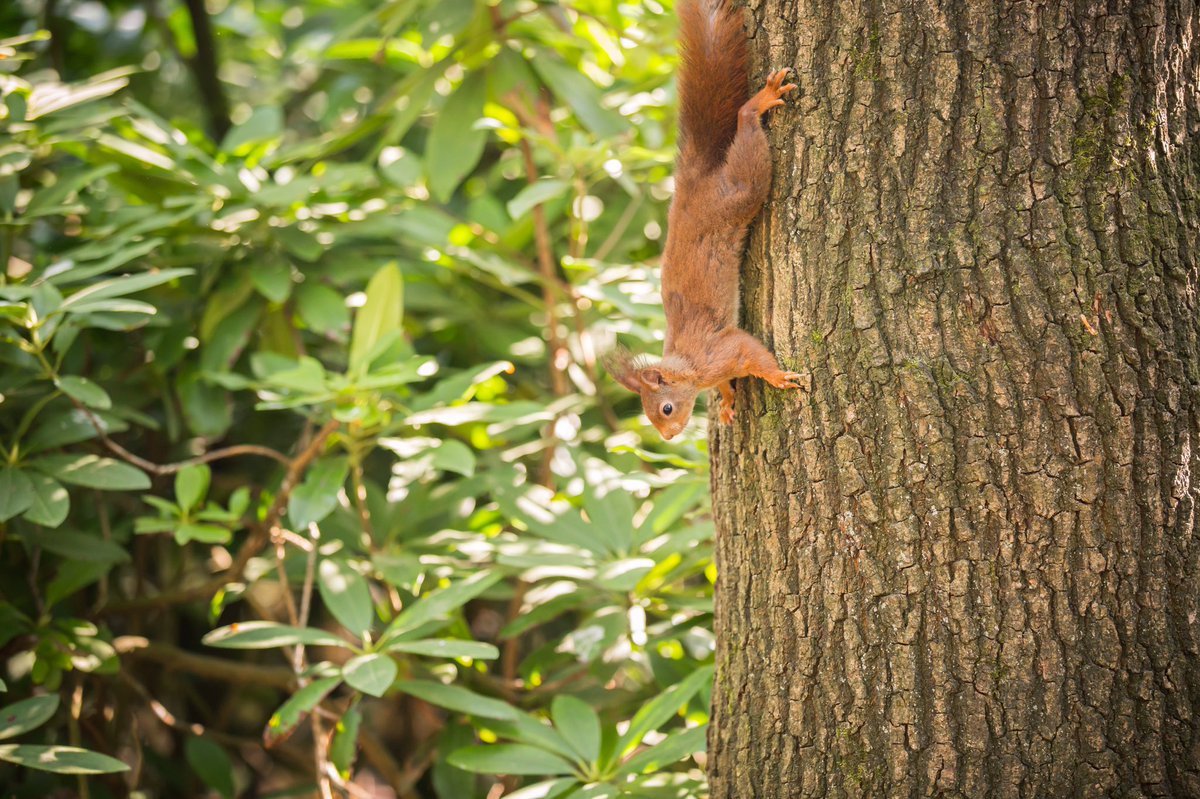 Door de rust in het Sprookjesbos, struikel je bijna over de eekhoorntjes! 🌳🐿