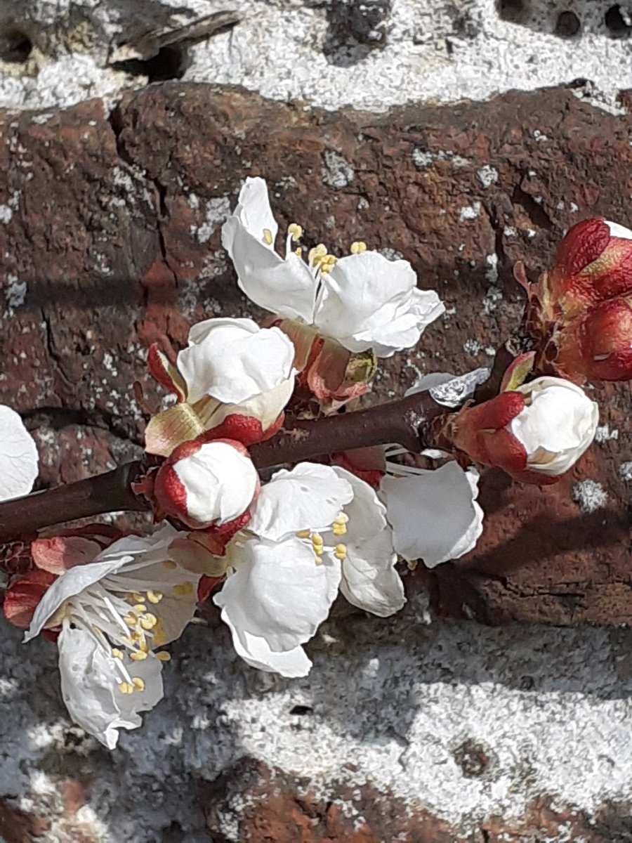 Helmsley Walled Garden tweet media