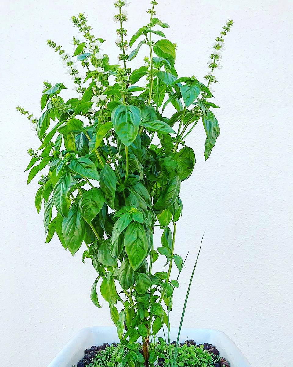 grospire's tweet photo. The Indian Basil!
This all weather herb is one of the best performing plants in a #Grospire. It can be used in your tea, kadha or can be inhaled through steam. This medicinal plant increases immunity and contributes to your overall well being. #groyourown #terracefarm #organic https://t.co/XCg5Ey19PJ