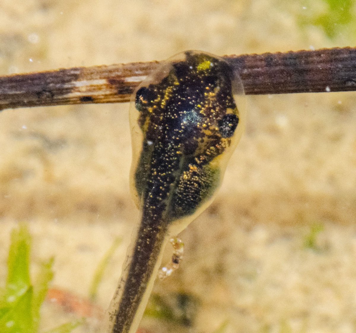 jonestown_1's tweet photo. Couplah small boys. Southern Brown Tree Frogs, most likely. 
#tasmania #macrophotography #frog #tadpol #endemic https://t.co/qAJgISk6ui