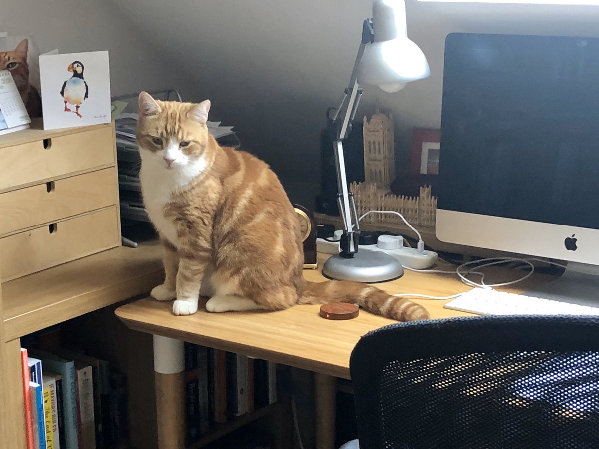 <a href="/CatsProtection/">Cats Protection</a> My supervisor was waiting for me at my desk - apparently disappointed that I was a bit late. #CatCoworkers