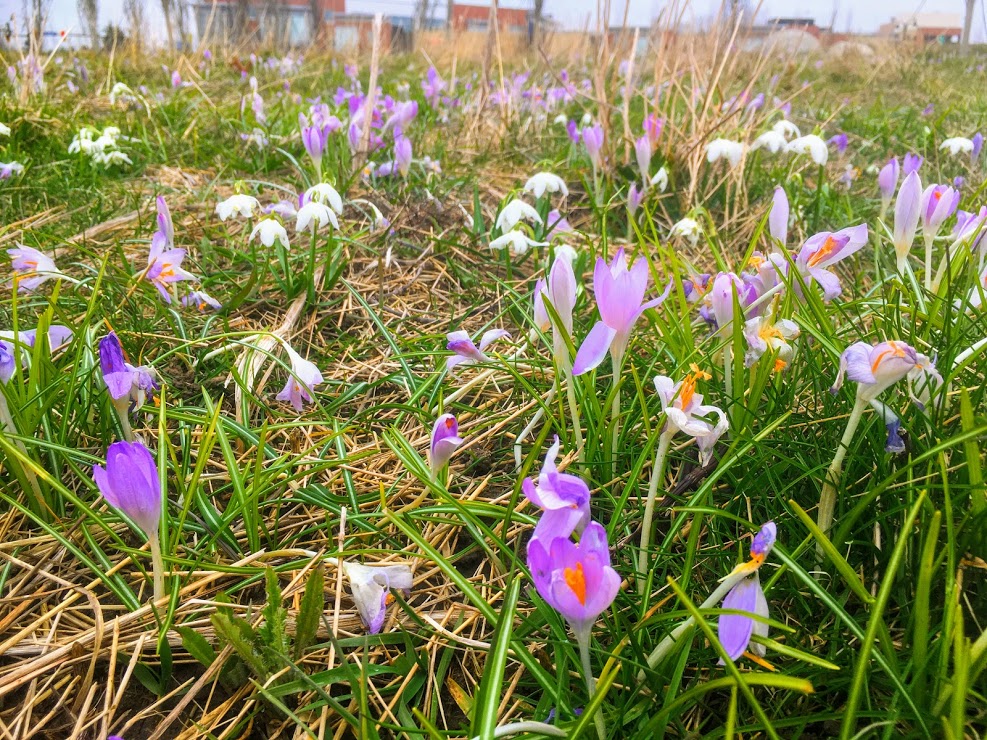 Farming in an age of great uncertainty requires an immense capacity for adaptation. See our NEW POST today to read about how our farm on the Garden City Lands will be dealing with the COVID-19 pandemic this season. facebook.com/pg/KPUAgricult…